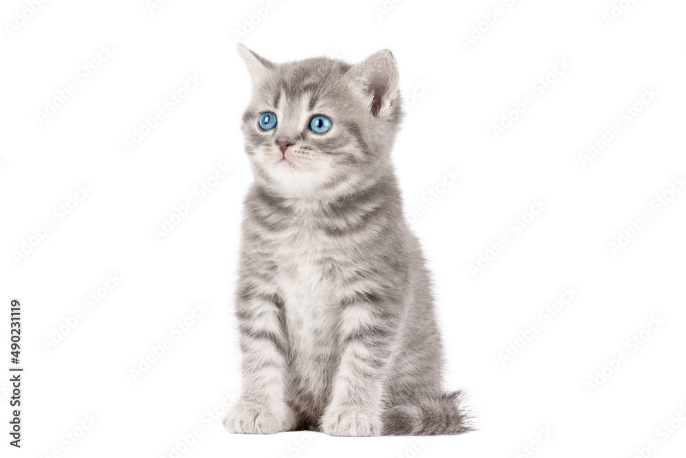 little gray kitten isolated on white background

