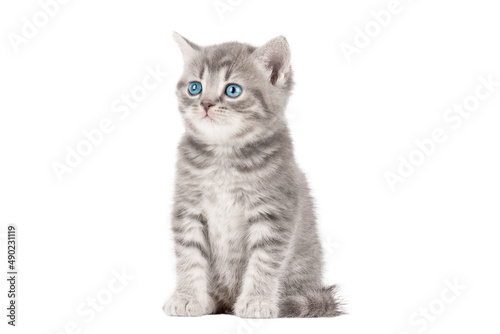little gray kitten isolated on white background