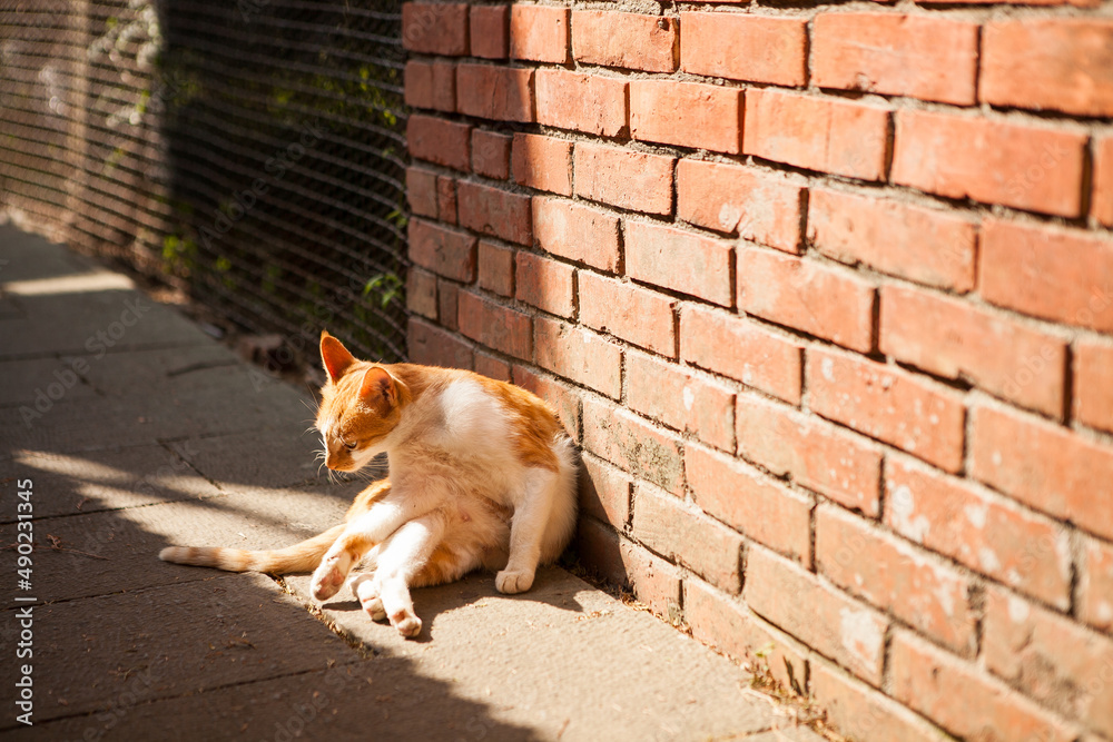 cat basking in the sun cat basking in the sun