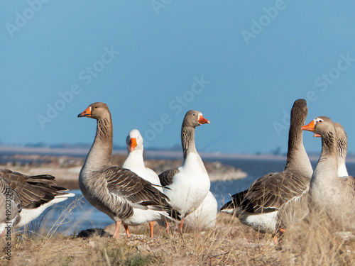 Fotografie, Obraz Gaggle of geese walking in the nature