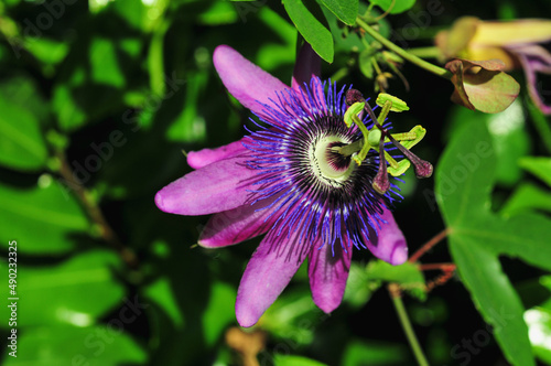 Close-up shot of a Purple passionflower photo