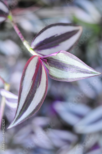 Close up of plant leaves in Bergius Botanic Garden photo