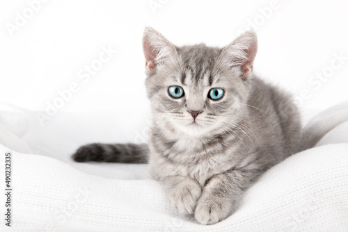 gray kitten on a gray background close up