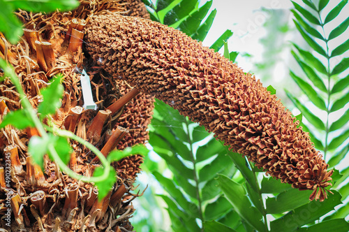 Close up of Cycas plant in Bergius Botanic Garden photo