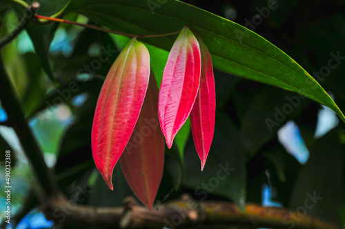 Red plants leaves in Bergius Botanic Garden photo