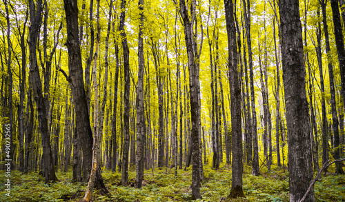Quadro em tela Closeup of a beautiful forest in Munising, Michigan