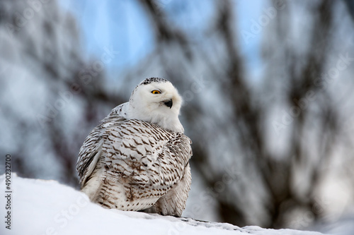 Owl in snow in Sidney, BC, Canada © David Hutchison/Wirestock