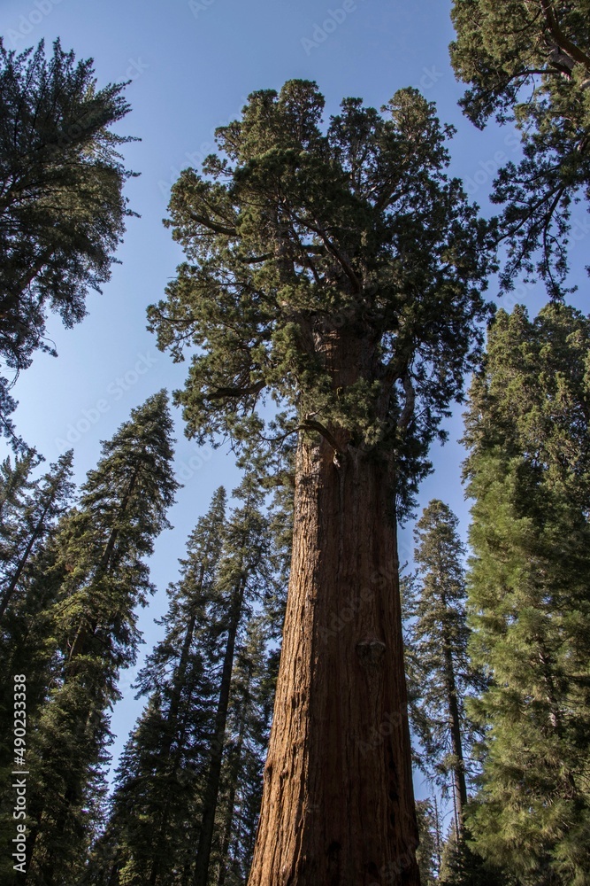 Fototapeta premium A Trip to Sequoia