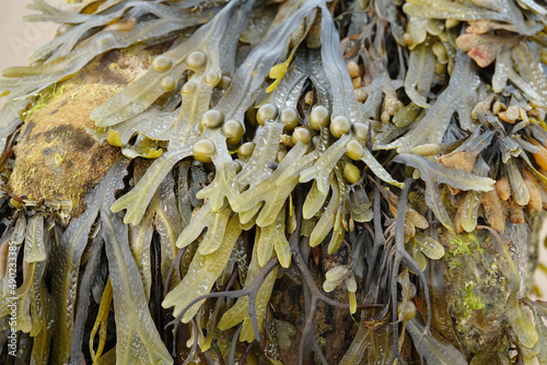 Obraz na plátně Closeup of a seacoast fucus or rockweed algae