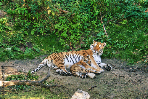 Closeup of a Siberian Tiger lying on the ground with her cub
