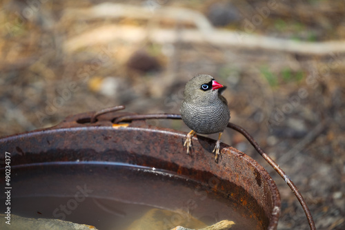 Close-up shot of a Beautiful firetail perched on a rusty weathered bucket with dirty water photo