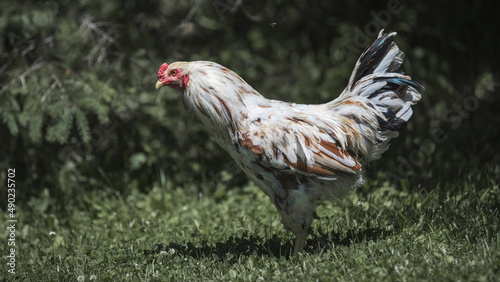 Closeup of a fluffy rooster walking on the lush green grass