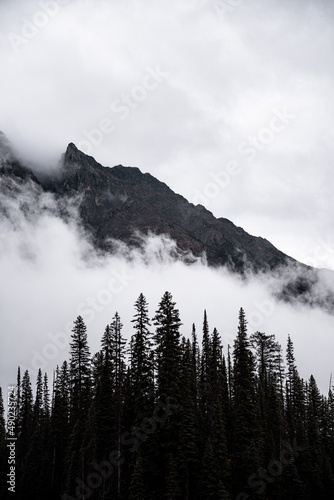 Photography Vertical shot of foggy mountains with trees on the foreground