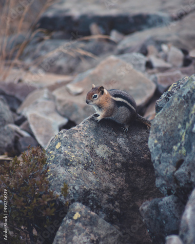 Selective of a least chipmunk (Neotamias minimus) on a stone photo