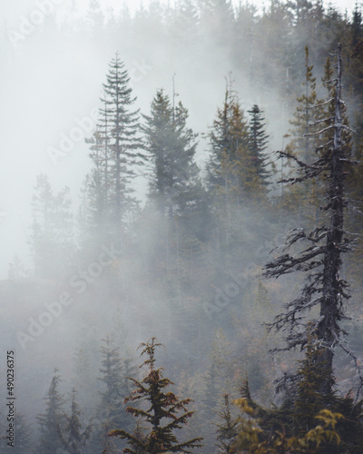 Beautiful landscape of a fir forest on a foggy morning