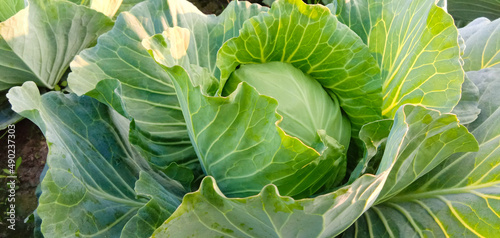 Fotografia Closeup shot of a cabbage in a field