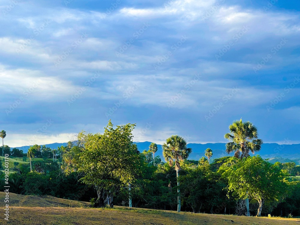 Obraz premium landscape with trees