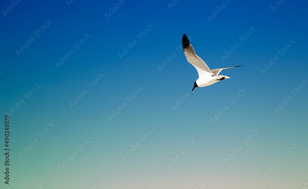 Seagulls Seagulls
