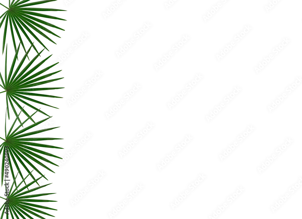 green palm leaf branches on white background. flat lay, top view green palm leaf branches on white background. flat lay, top view