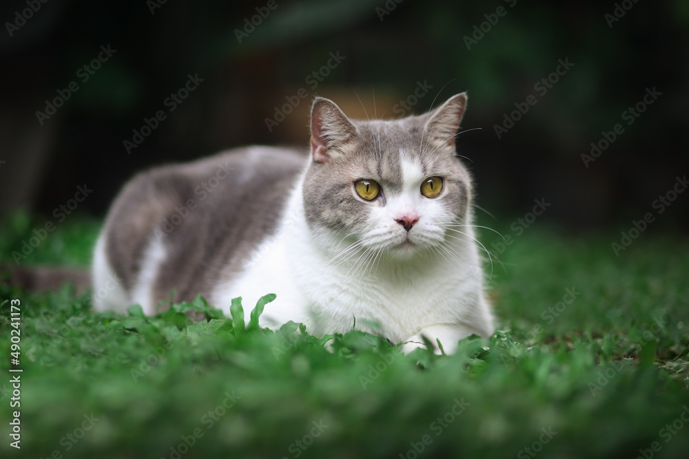 Scottish fold cat sitting in the garden with green grass. Tabby blue cat looking at something in the park.
