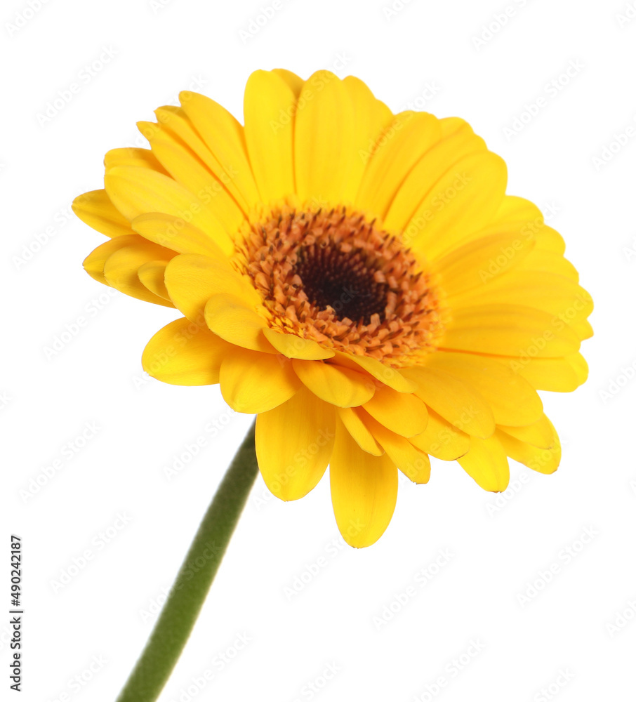 Beautiful yellow gerbera flower isolated on white Beautiful yellow gerbera flower isolated on white