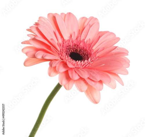 Beautiful pink gerbera flower isolated on white