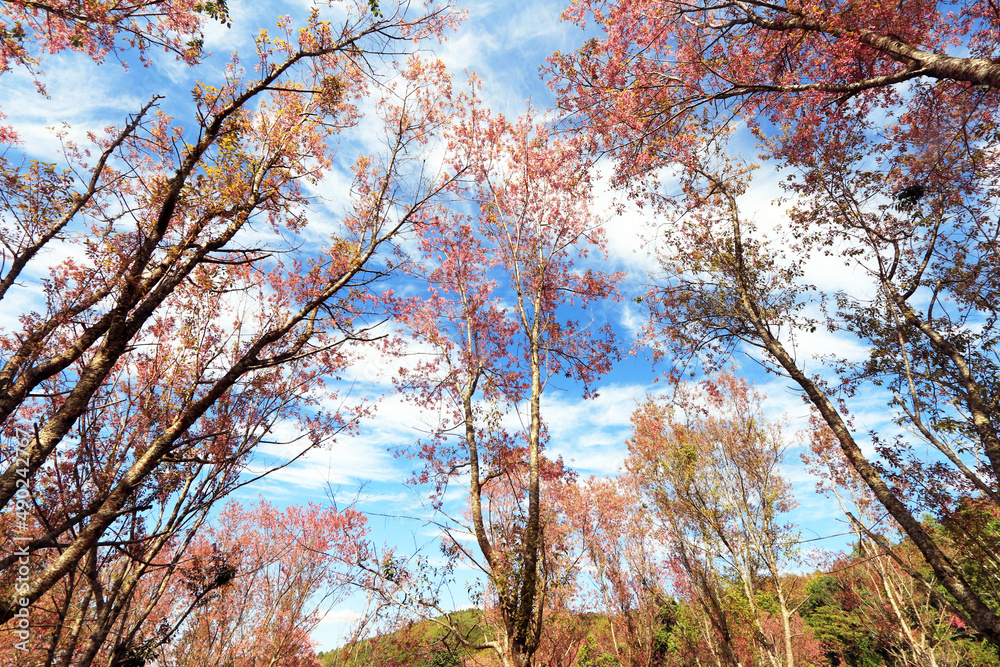 Fototapeta premium The Pink cherry blossom blooming on the mountain of Thailand.