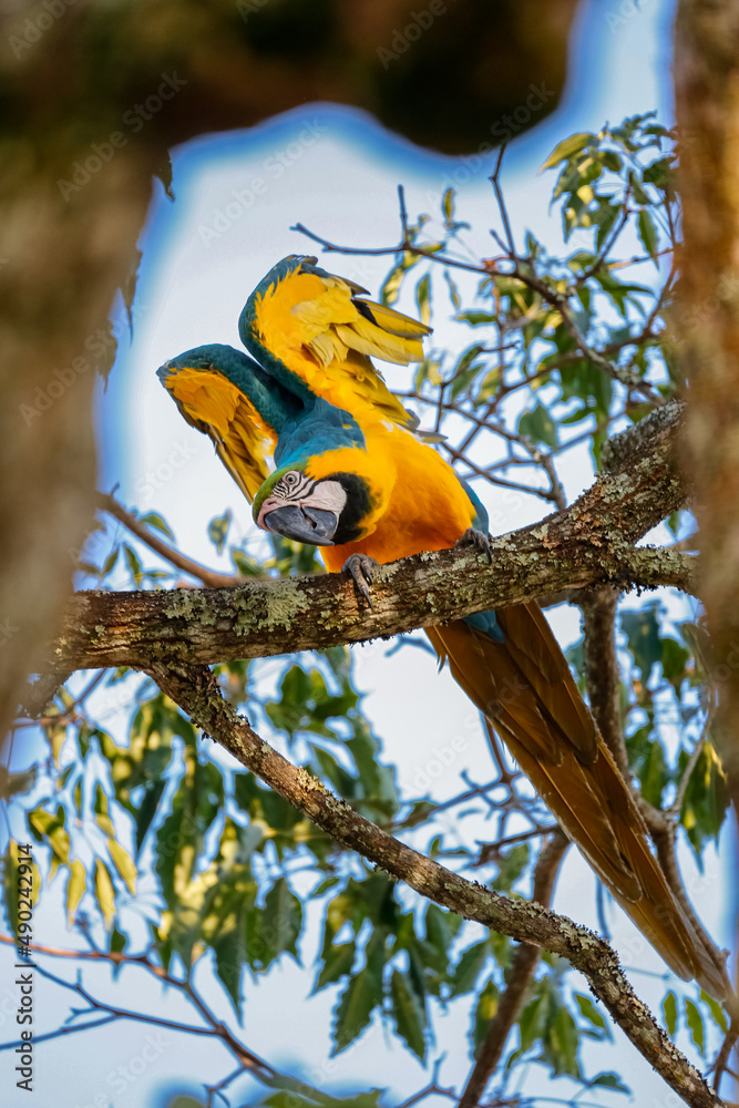 Obraz premium Close up of a Blue- and Yellow macaw, Ara ararauna start flying with upright wings on a tree branch framed by blurred branches and tree leaves in background, Colombia