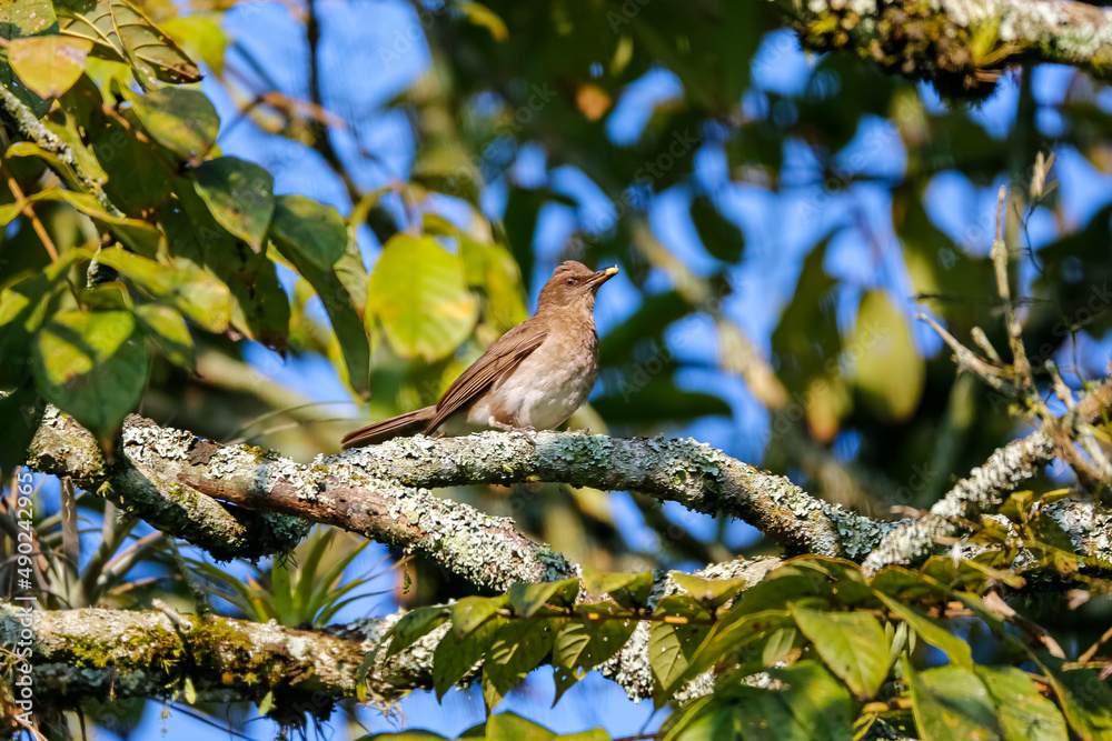Obraz premium Black-billed trush perched on branch in a tree against blurred background, Manizales, Colombia