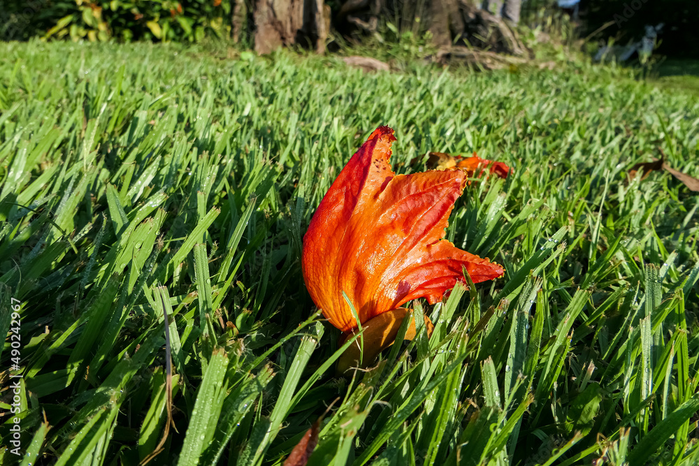 Close up of beautiful orange-red blossom of an African tulip tree in green grass, Colombia