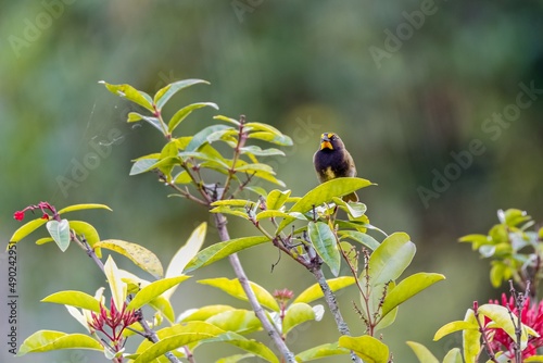 Yellow-faced grassquit (Tiaris olivaceus) perched in a leafy bush against green blurred background, Manizales, Colombia photo