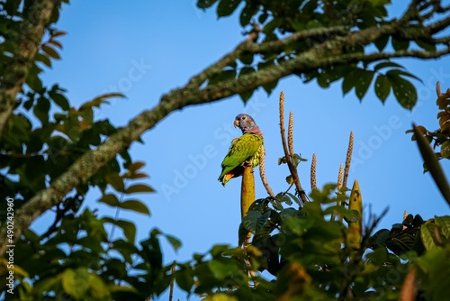 View through tree branches to a Blue-headed parrot (Pionus menstruus) perched on top of a branch against blue background, Manizales, Colombia
