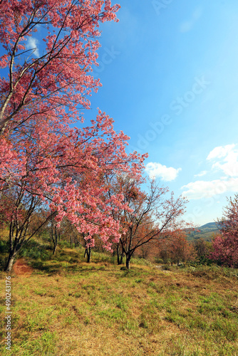 The Pink cherry blossom blooming on the mountain of Thailand.