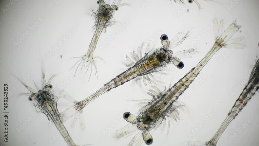 Shrimp larvae under a microscope. Mysis stage and zoea stage of white ...