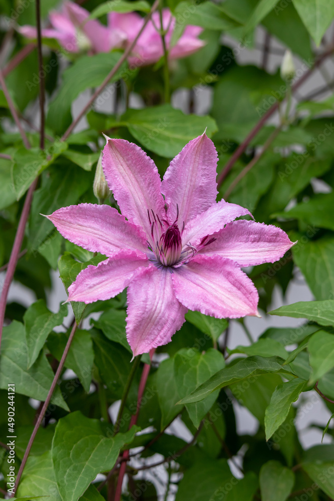 Opened pink lilac clematis flower, close-up Opened pink lilac clematis flower, close-up
