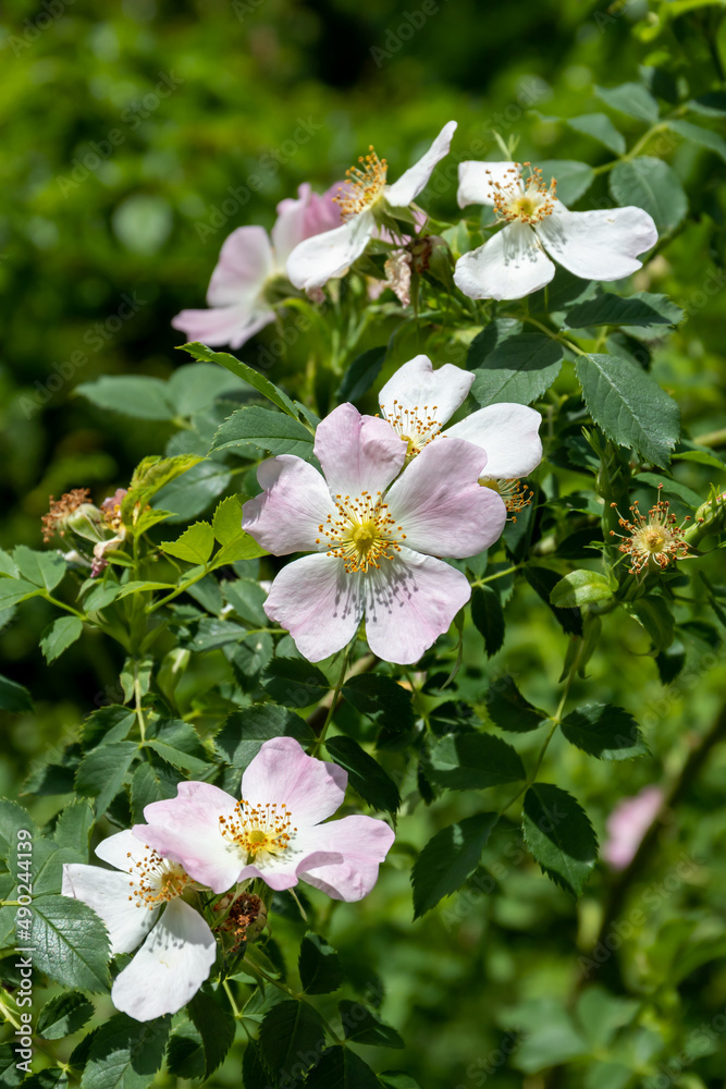 Flowering wild rose hips with soft pink petals Flowering wild rose hips with soft pink petals