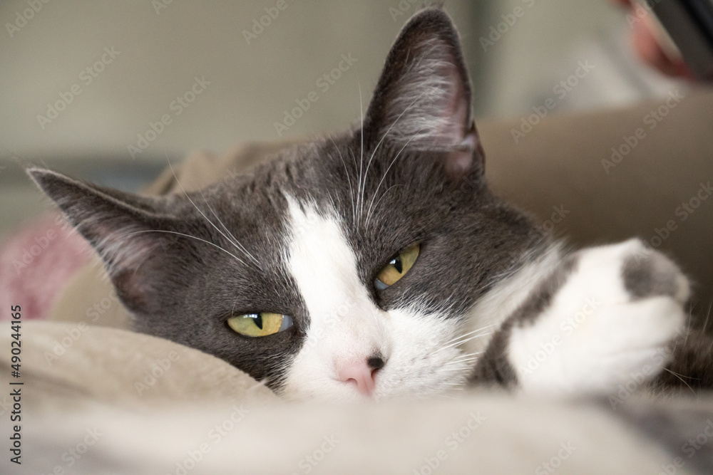 gray and white tuxedo cat cozy sleeping in blankets