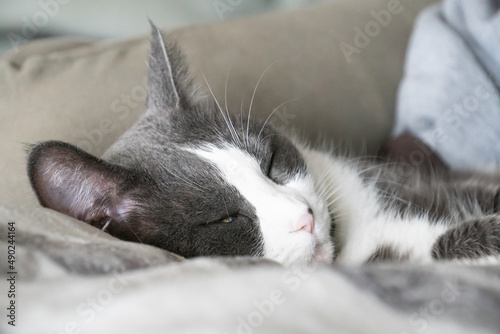 gray and white tuxedo cat cozy sleeping in blankets © MikeFusaro