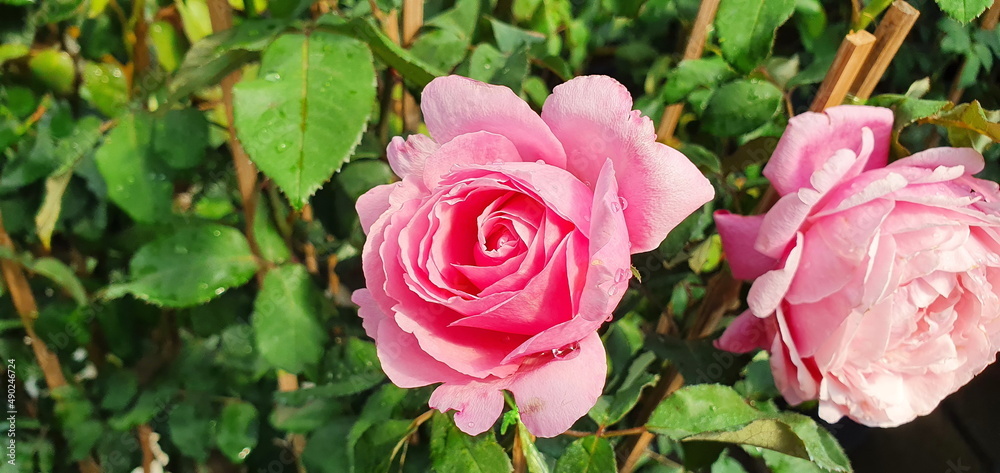 Valentine Floribunda Rose large has a mild fragrance, pale pink rose blooming on the plant after being hit by rain. Rose means tender love and is considered the queen of flowers the family Rosaceae.
Valentine Floribunda Rose large has a mild fragrance, pale pink rose blooming on the plant after being hit by rain. Rose means tender love and is considered the queen of flowers the family Rosaceae.