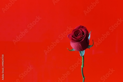 A red rose on red background
