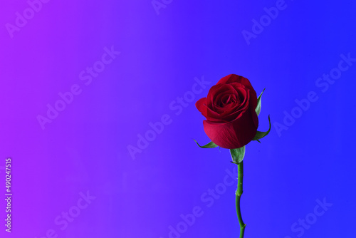 A red rose on blue background