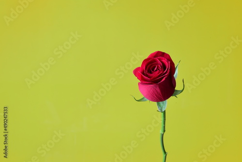 A red rose on yellow background