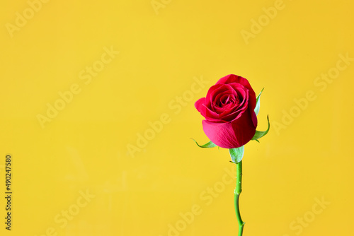 A red rose on yellow background