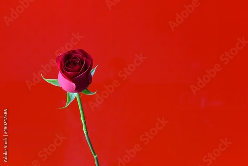 a rose on red background