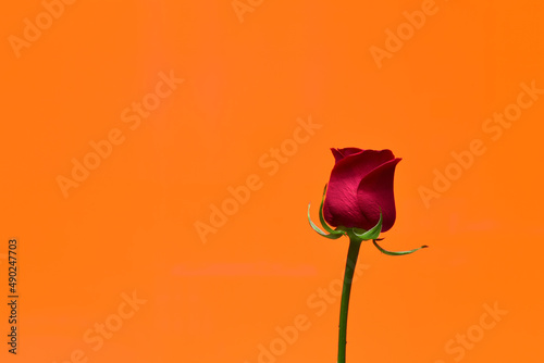a rose on orange background