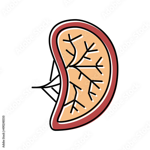 spleen human organ color icon vector illustration