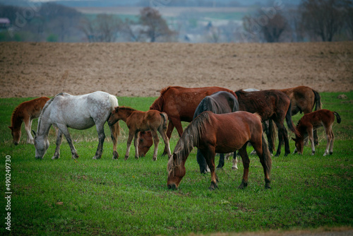 Horses graze in a green field. Beautiful horses in the Russian field.