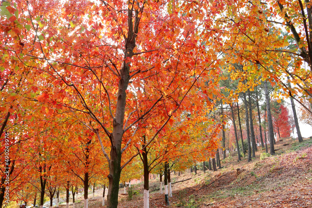 Obraz premium autumn in the park