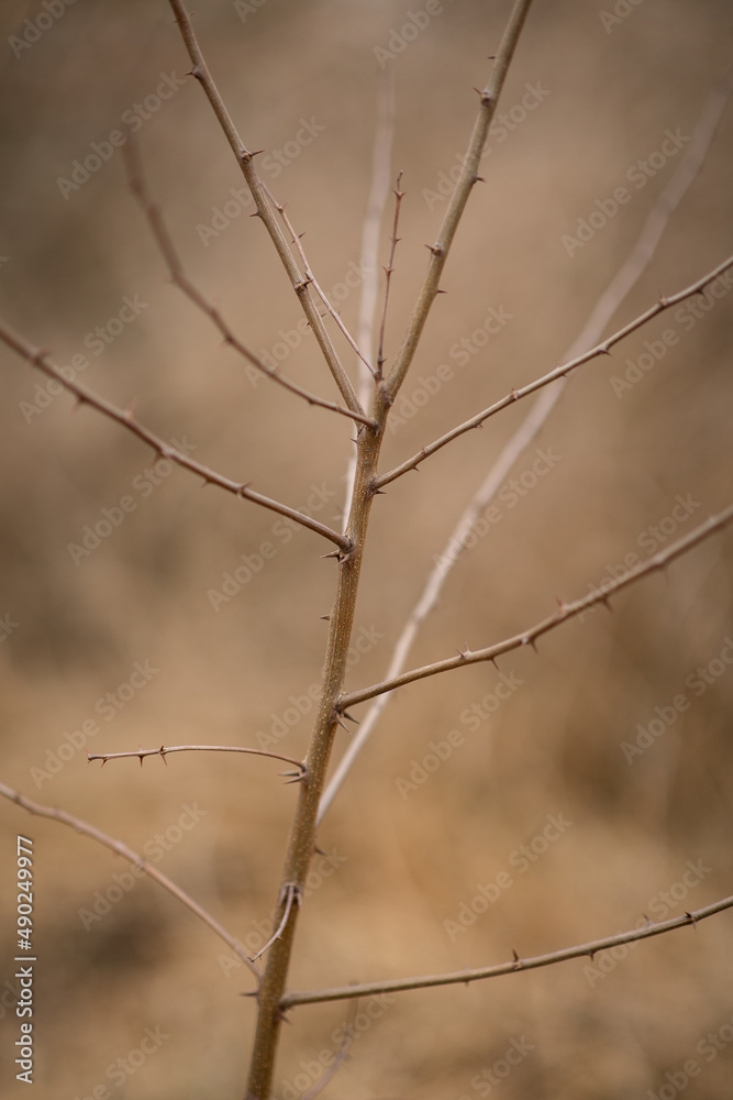 dry brown branch without leaves in nature dry brown branch without leaves in nature