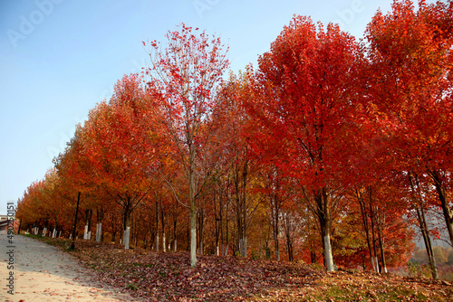 autumn in the park